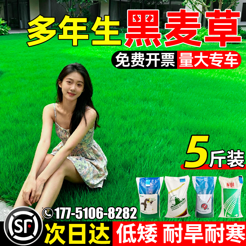 黑麦草种籽多年生耐寒草坪草籽四季常青护坡固土工程绿化庭院种子