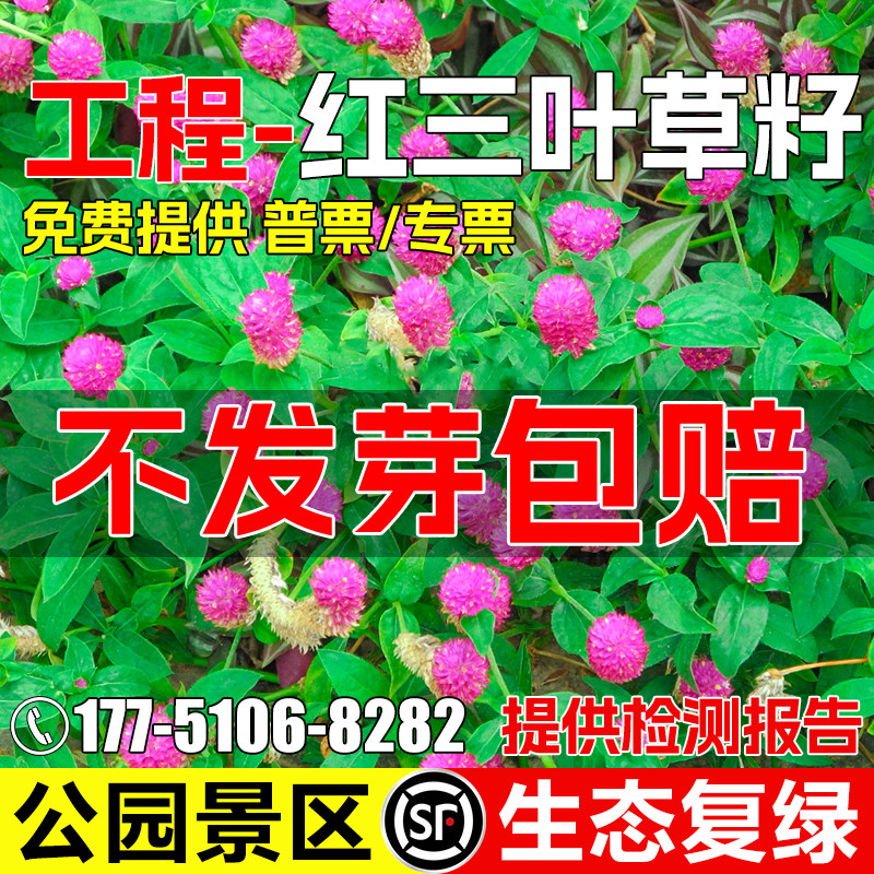 红三叶草种子四季常青公园景区绿化工程生态复绿草籽白三叶草种籽