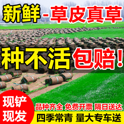 草皮真草坪四季常青马尼拉带泥土