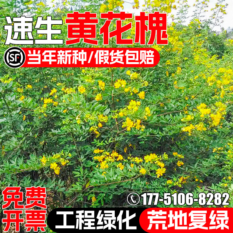 黄花槐种籽护坡固土种子灌木草籽
