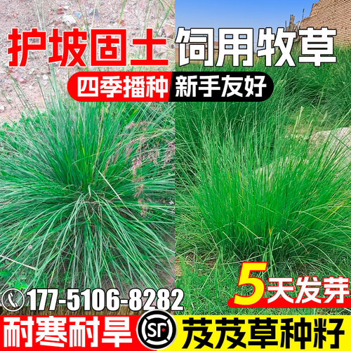 芨芨草多年生护坡固土饲用高蛋白