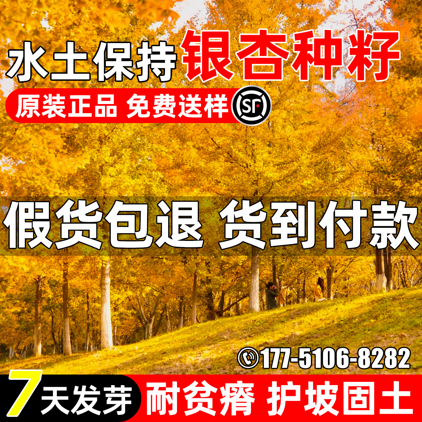 银杏种子护坡固土水土保持绿化