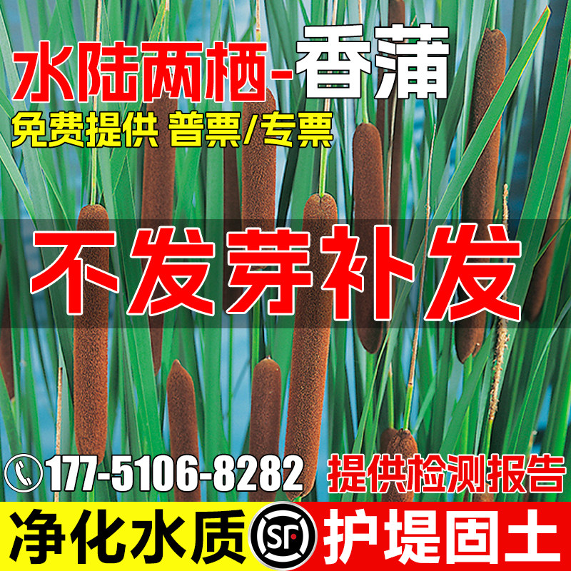 香蒲种子景观绿化护坡固土草籽多年生水陆两栖净化水质耐贫瘠种籽