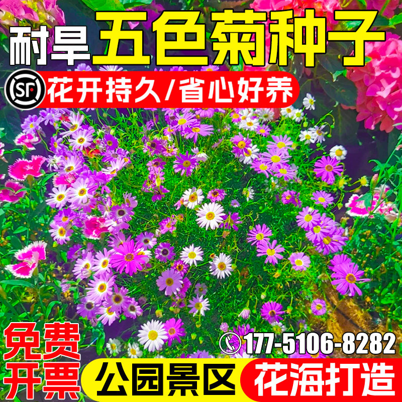 五色菊花籽公园花海打造景观美化