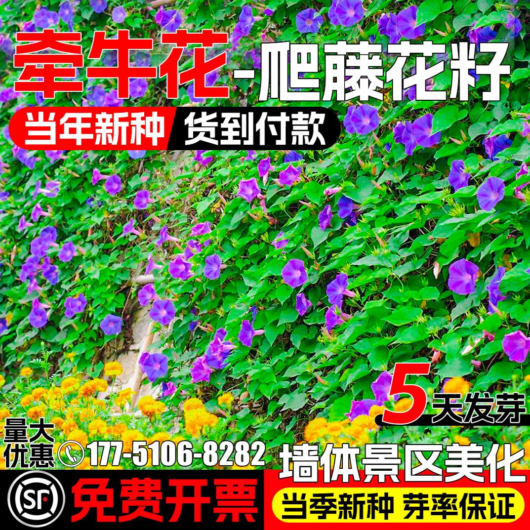 牵牛花种子爬藤花卉喇叭花种籽