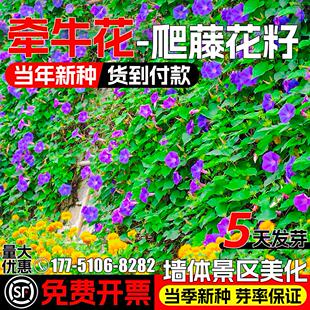 牵牛花种籽四季播种爬藤花种子花卉景观喇叭花籽室外庭院爬墙植物