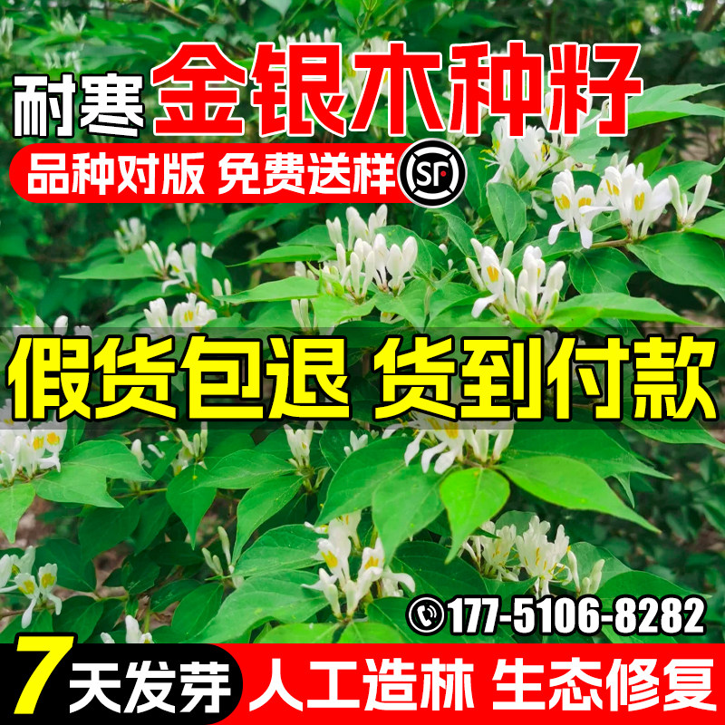 金银木种子耐寒耐旱金银忍冬灌木种籽生态修复人工造林绿化行道树