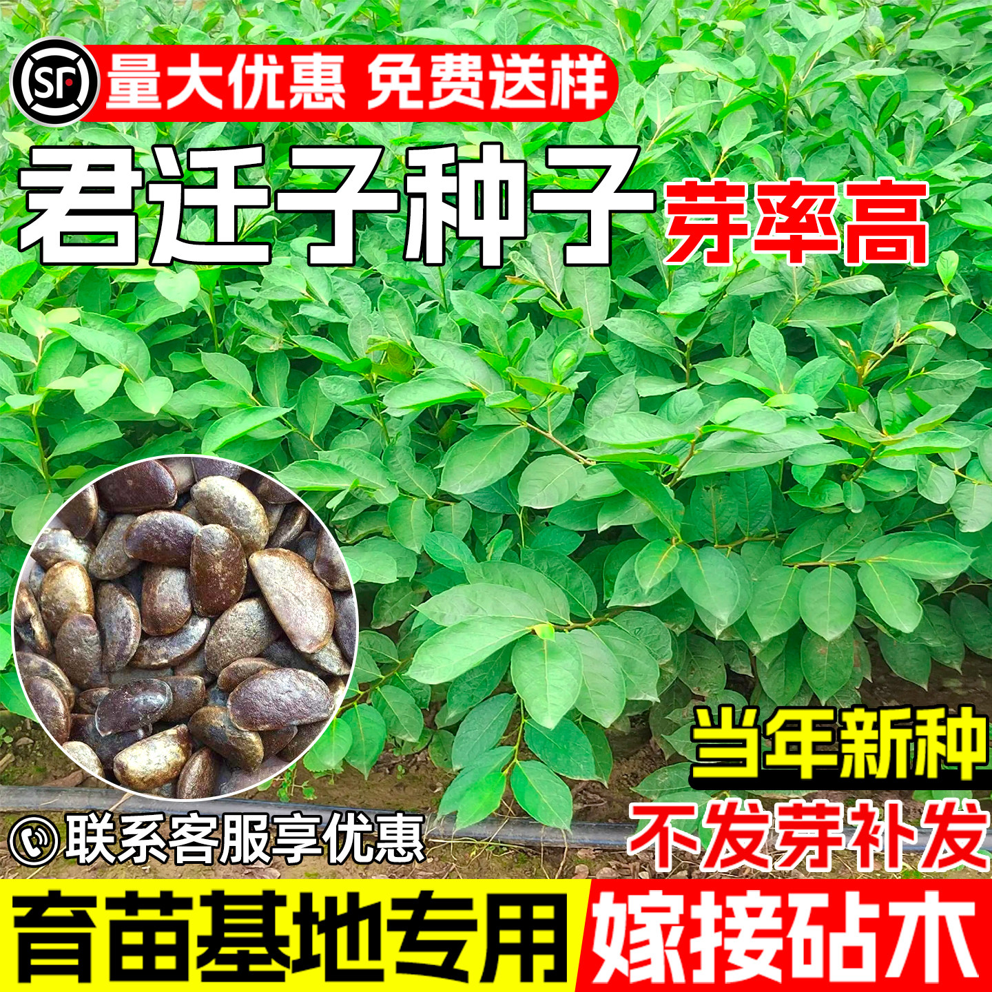 君迁子种子软枣黑枣野生柿子树苗
