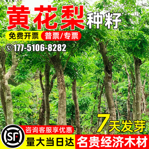黄花梨种子绿化造景园林观赏林木
