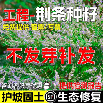 荆条种籽护坡灌木草籽绿化草种子