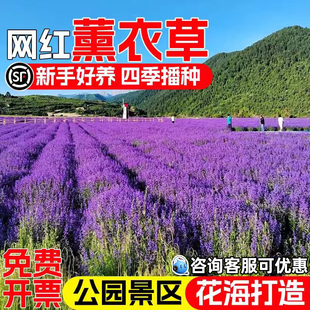 薰衣草花种籽四季播种公园小区庭院别墅花海景观花籽野花组合种子