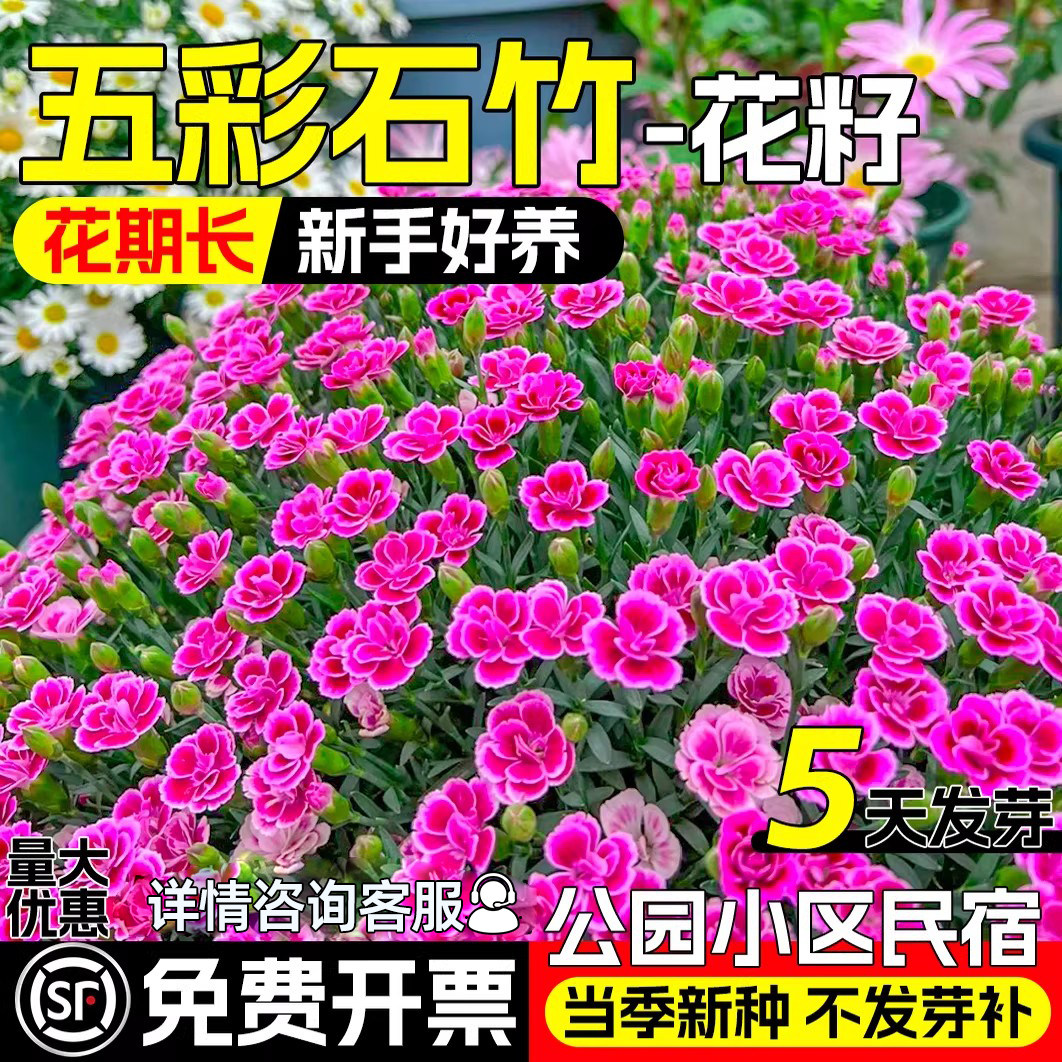 五彩石竹花种籽四季播种易成活混色欧石竹种子庭院美国石竹花卉籽