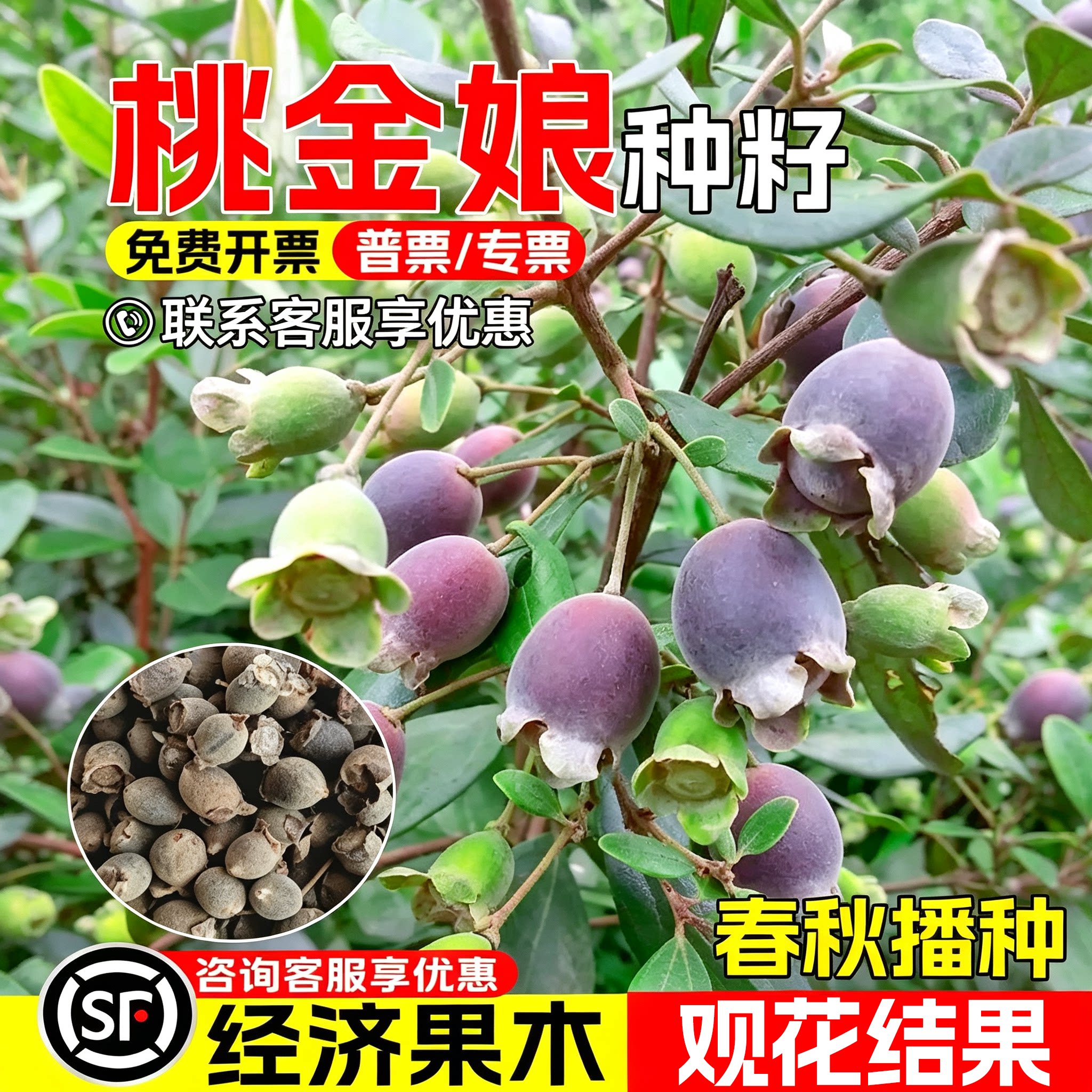 桃金娘果树种子山稔岗稔早熟高产