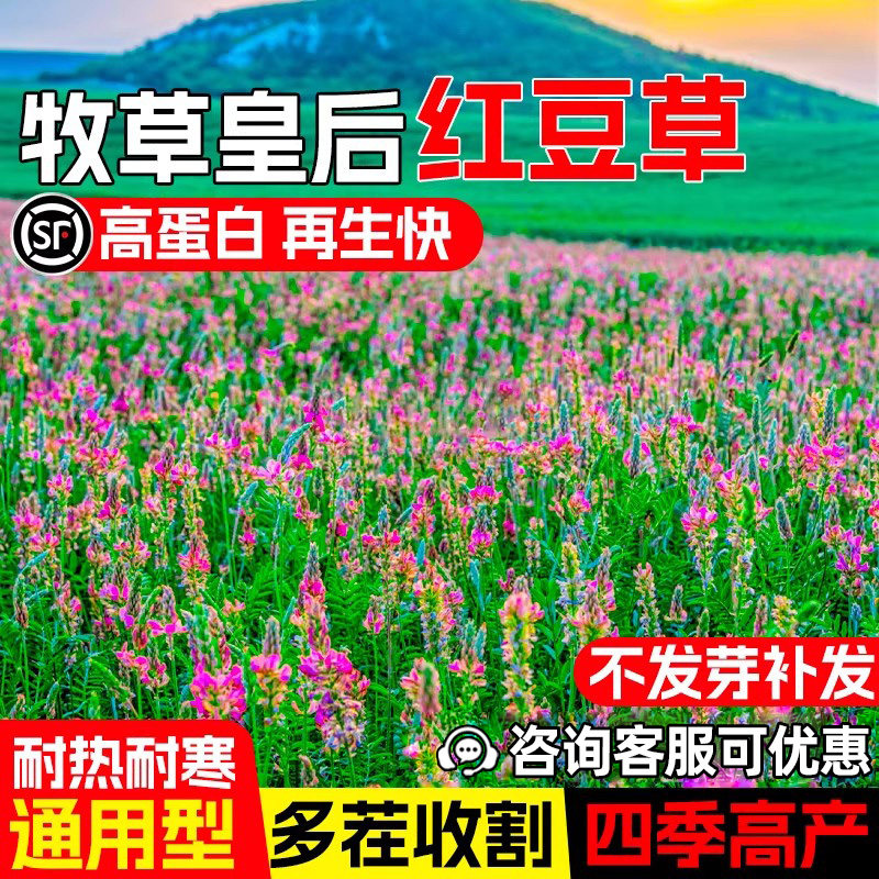 红豆草种子多年生耐寒耐旱牧草皇后四季高蛋白草籽青饲绿肥草种籽