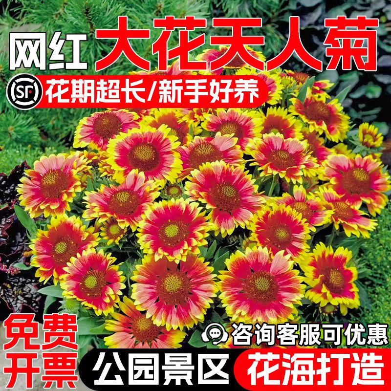 大花天人菊种子四季播种野花组合