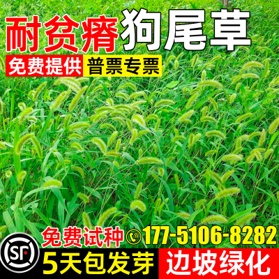 狗尾草草籽护坡固土耐贫瘠种子