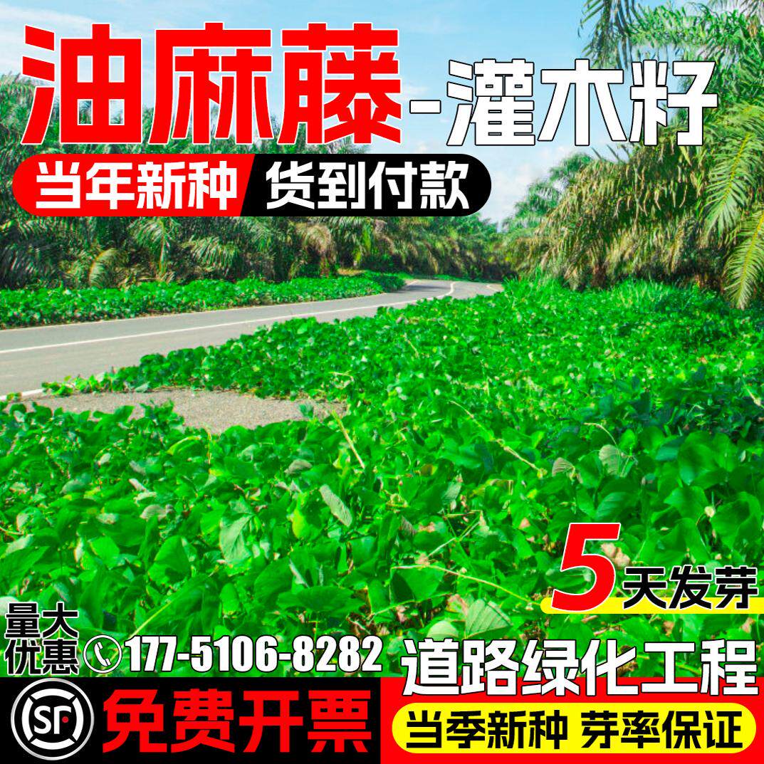 油麻藤种子灌木草籽爬藤植物边坡矿区工程绿化护坡道路绿化草种籽