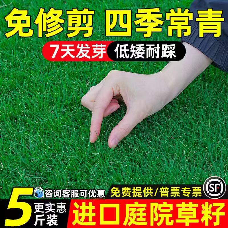 草坪草籽四季常青护坡狗牙根矮生庭院地毯草绿化马尼拉黑麦草种子