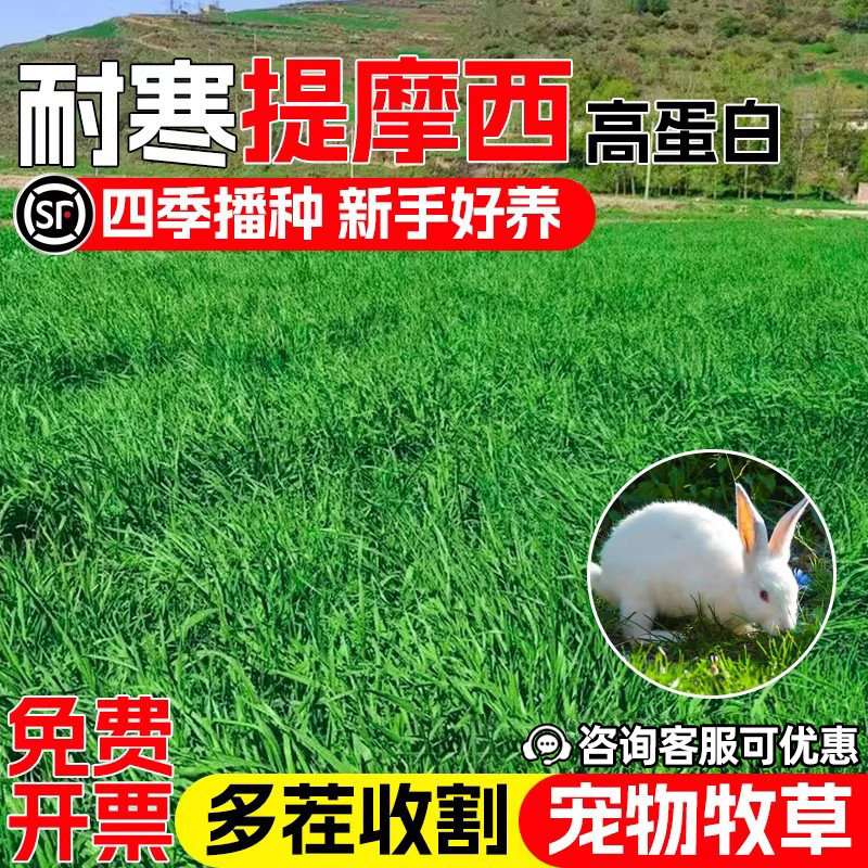 提摩西四季高产多年生宠物喜食