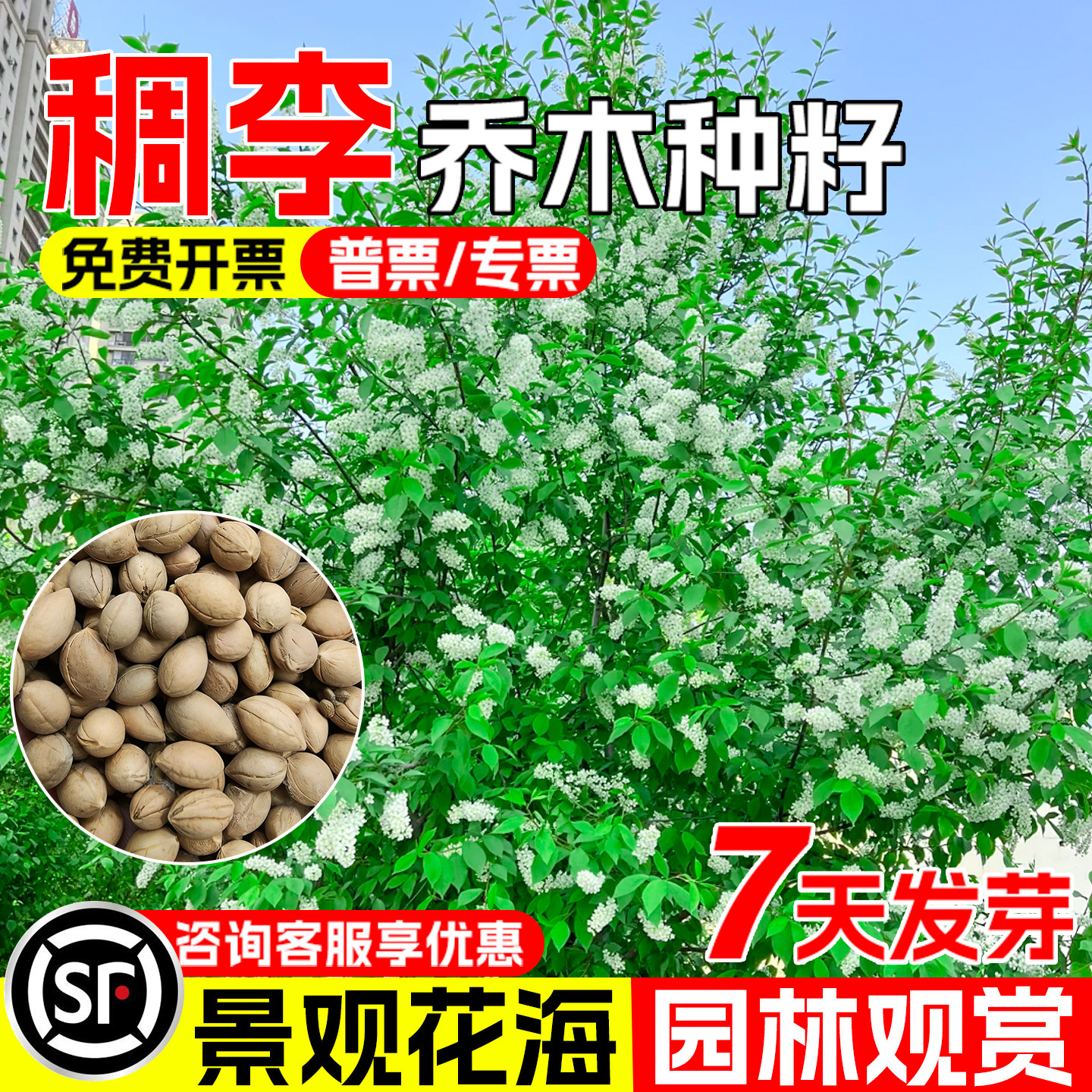 稠李种子臭李子生态修复景观绿化