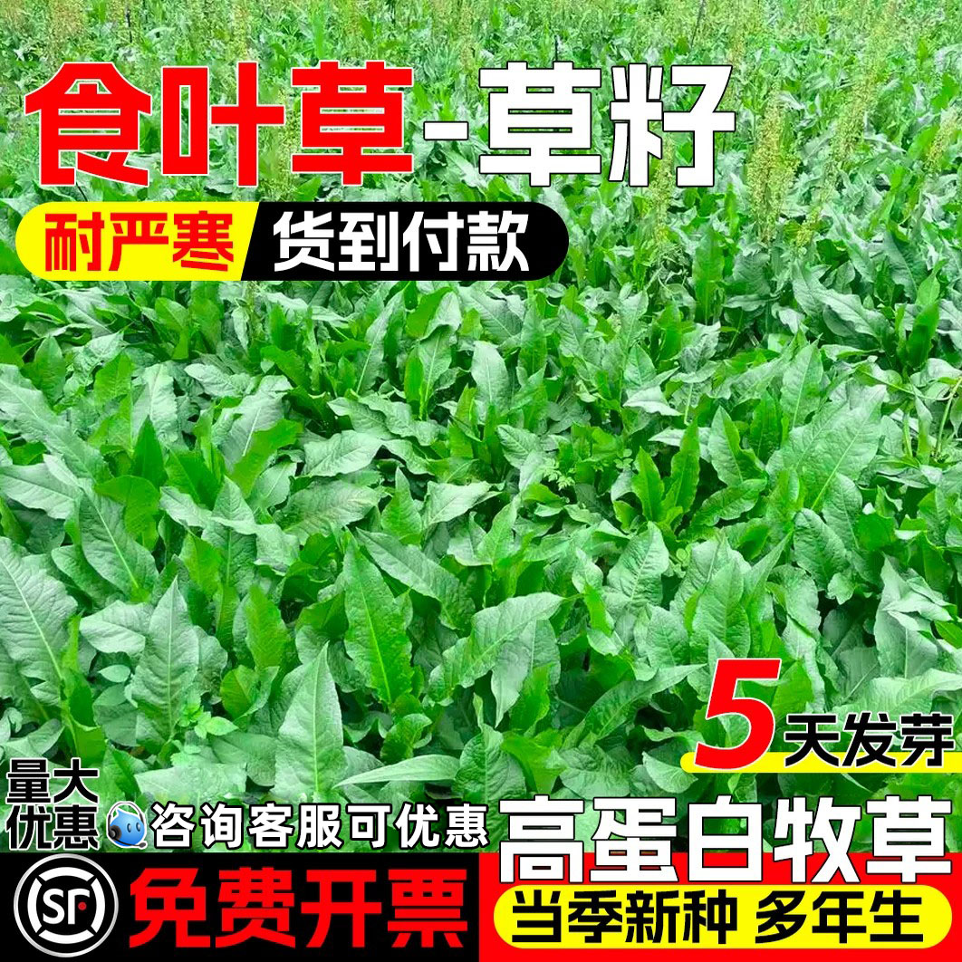 食叶草四季高产多年生高蛋白牧草