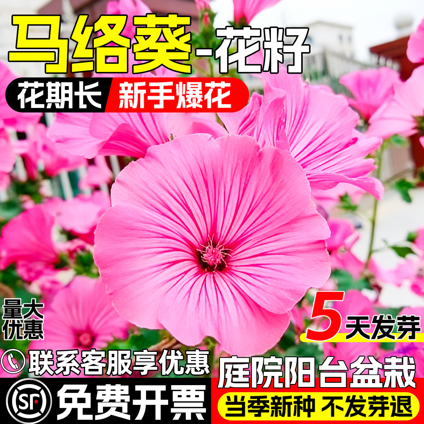 马络葵花籽庭院阳台盆栽马洛葵