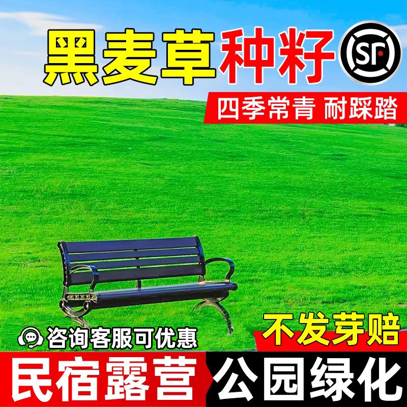 进口黑麦草种籽四季常青公园小区民宿露营耐践踏草坪草籽绿化种子