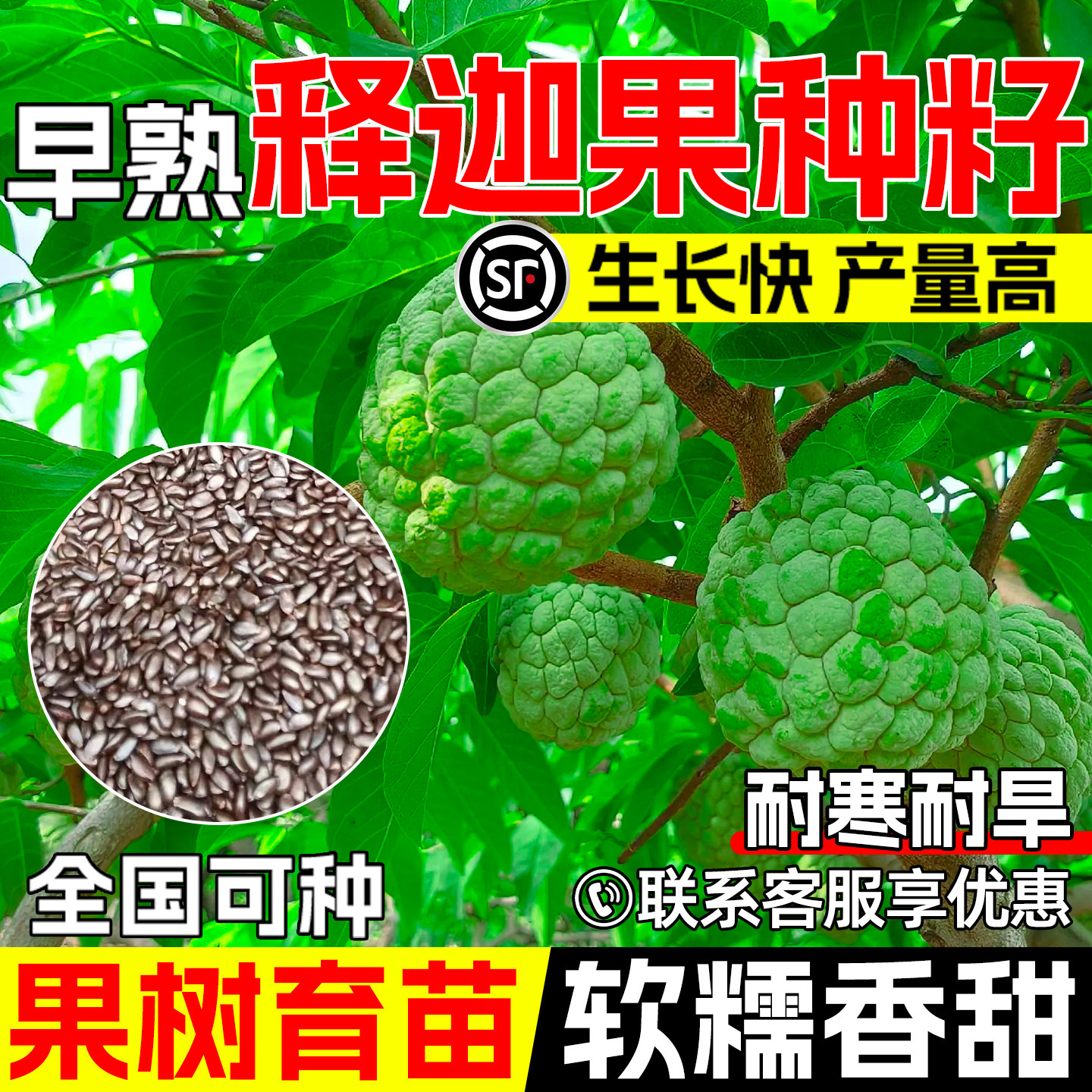 释迦果树种子番荔枝佛头果树种子