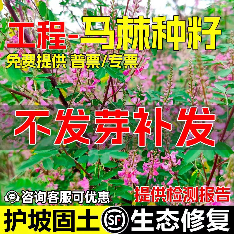 马棘种子护坡灌木草籽抗旱耐寒工程绿化边坡固土复绿生态修复种籽