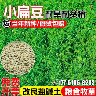 小扁豆种子耐旱耐贫瘠鸡眼豆兵豆种籽盐碱地改善绿肥青饲牧草滨豆