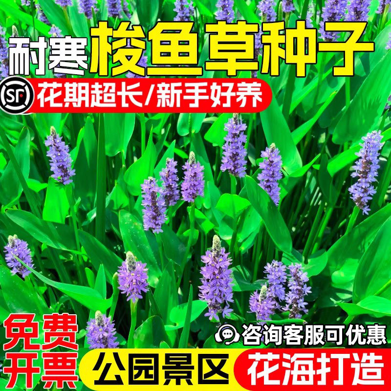 梭鱼草水生植物花籽公园景区池塘