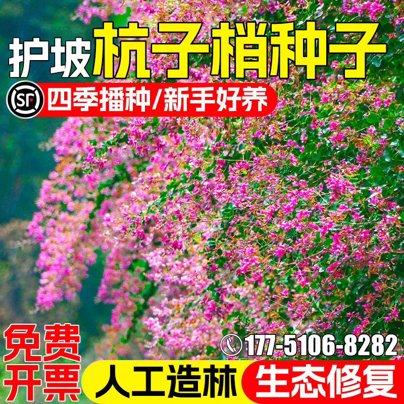 杭子梢种子绿化苗木种籽灌木草籽
