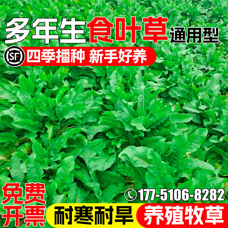 食叶草种籽四季高产牧草青饲养殖