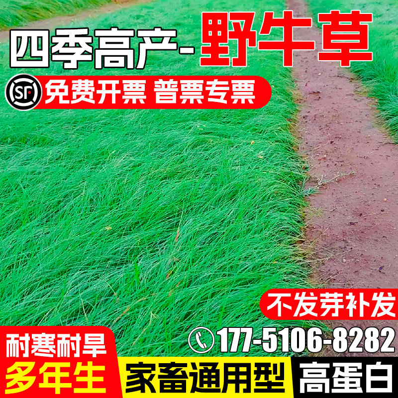 野牛草草籽四季青高蛋白牧草种子