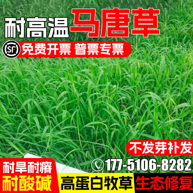马唐草种籽生态修复高蛋白牧草