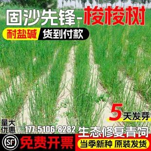 梭梭树种子耐旱耐盐碱防风固沙草籽生态修复牧草青饲绿化灌木种籽