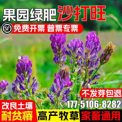沙打旺种子耐贫瘠牧草籽护坡固土