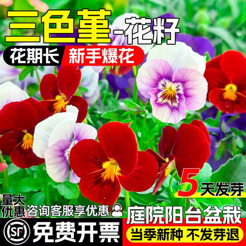 三色堇角堇花卉种籽庭院阳台盆栽