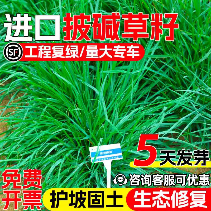 进口披碱草草籽矿区绿化草坪种子耐盐碱耐旱抗风沙护坡固土草种籽