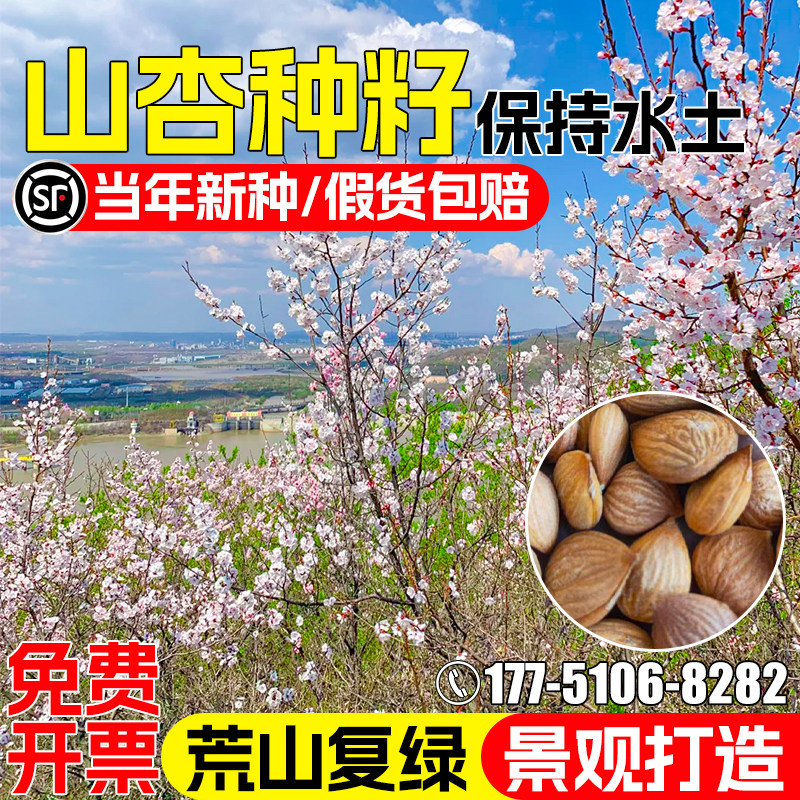 山杏种子多年生护坡固土草籽水土保持景观绿化荒山复绿山杏核种籽