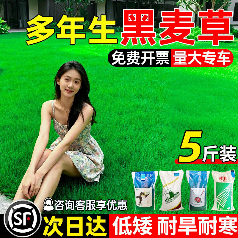 黑麦草种籽多年生耐寒草坪草籽四季常青护坡固土工程绿化庭院种子