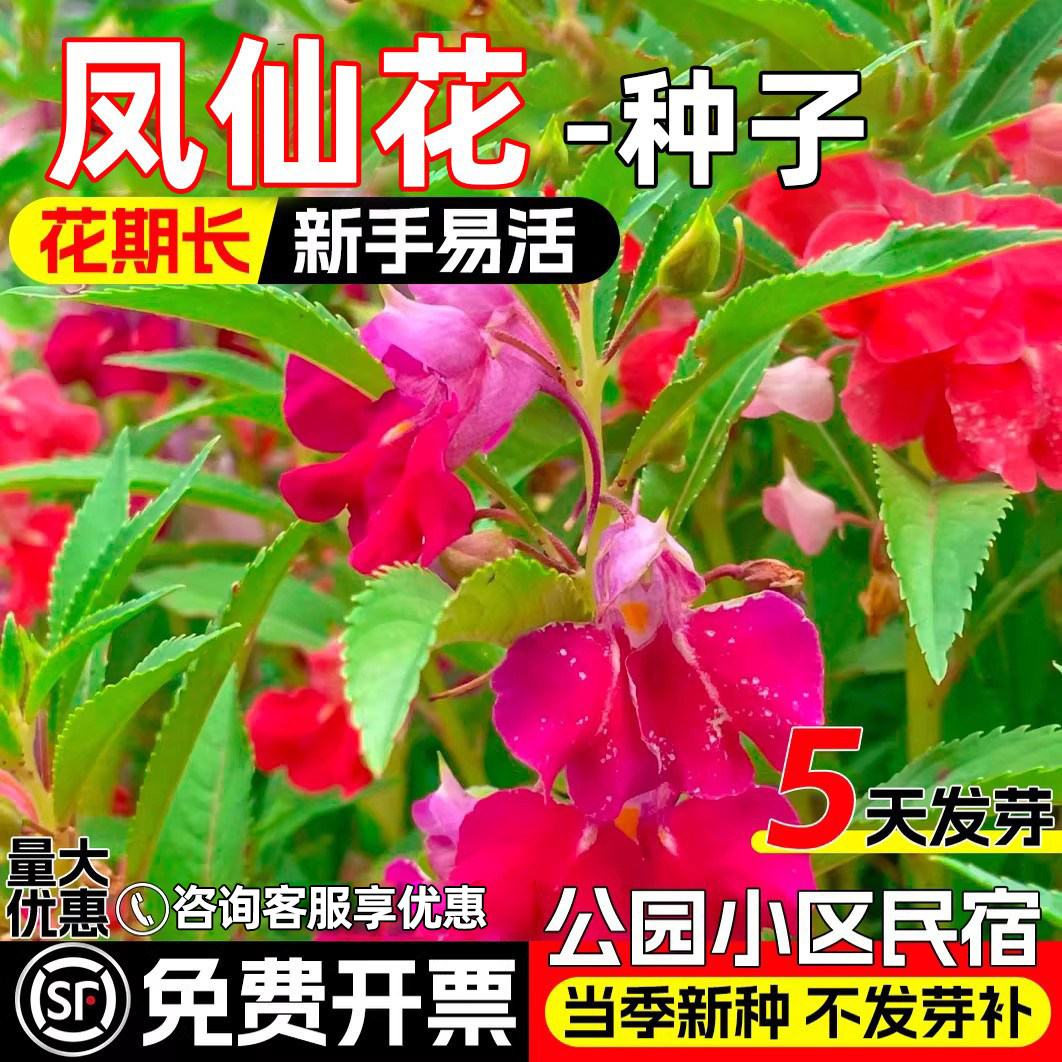 凤仙花种子四季播种公园小区民宿花海景观花籽野花组合花种子