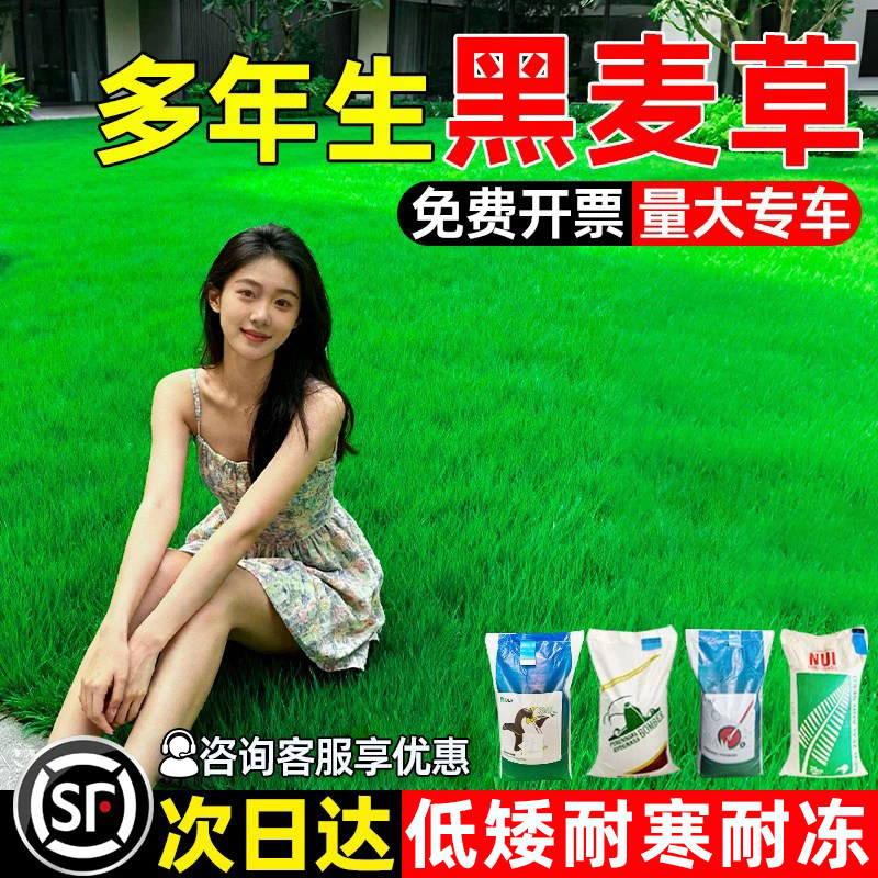 黑麦草种籽多年生耐寒草坪草籽四季常青护坡固土工程绿化庭院种子