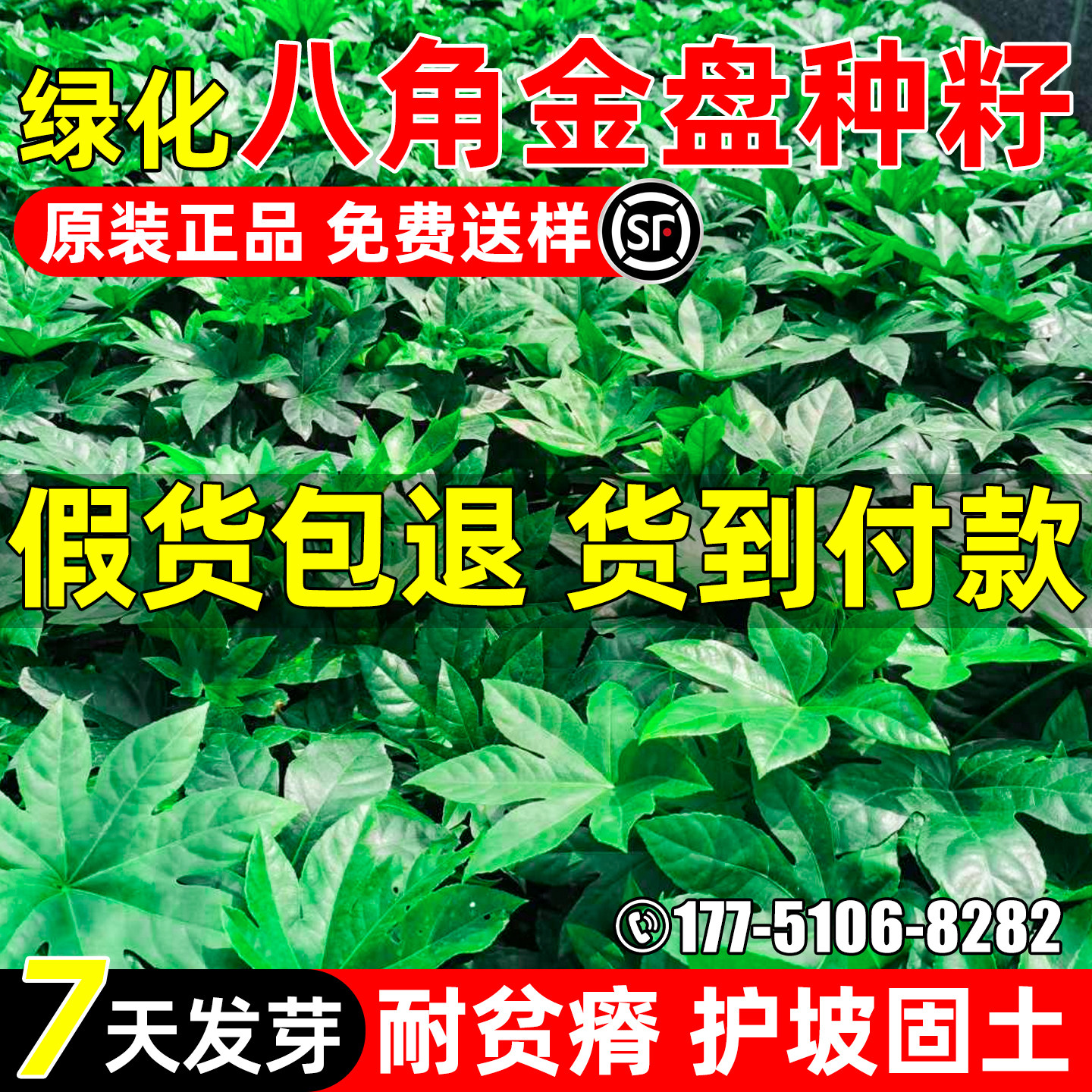 八角金盘种子八金盘种籽金刚纂手树常绿多年生护坡固土耐贫瘠绿化