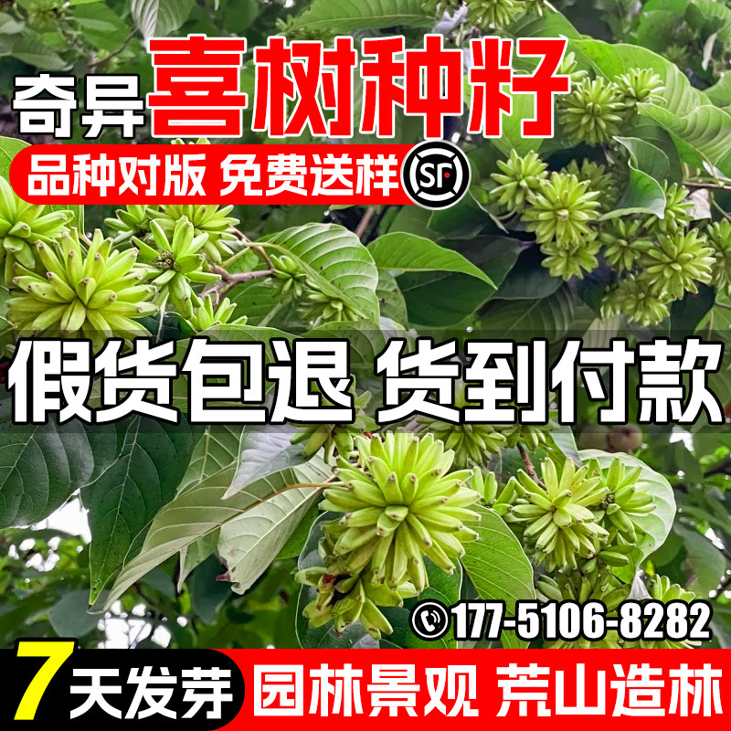喜树种子园林景观道路美化千丈树