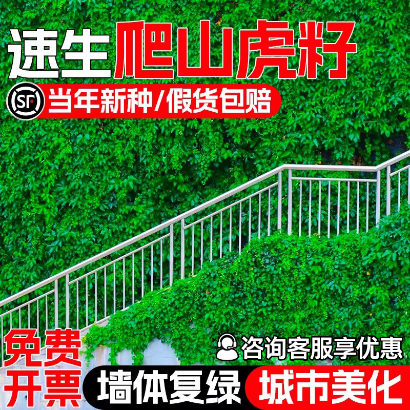 速生爬山虎种籽爬藤植物护坡固土四季爬墙虎种子三叶五叶复绿草籽