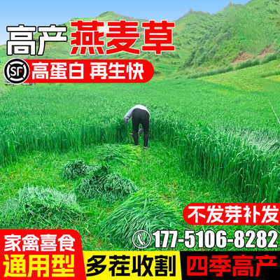 燕麦草籽四季高产牧草种籽高蛋白
