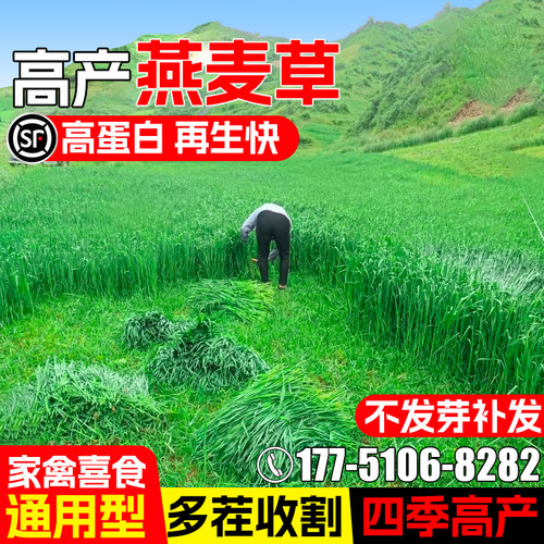 燕麦草籽四季高产牧草种籽高蛋白