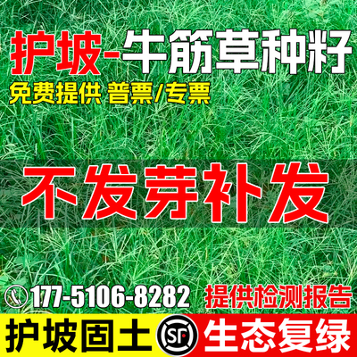 牛筋草护坡固土生态复绿水土保持