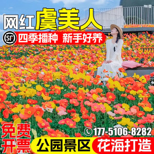 虞美人花种子四季播种公园小区庭院别墅花海景观花籽野花组花种籽